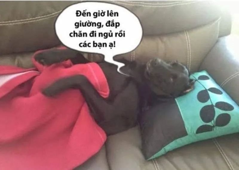 meme ngủ ngon lầy lội dành cho hội bạn