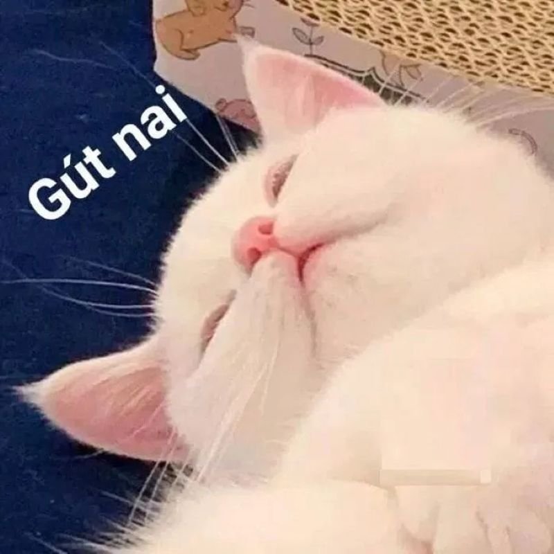 meme ngủ ngon vui vẻ giúp ngủ ngon
