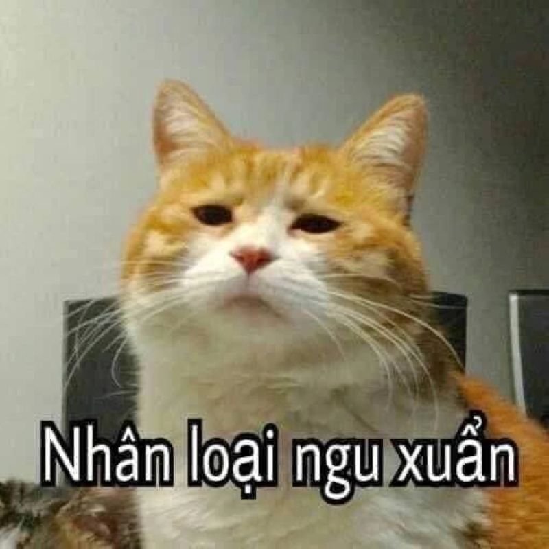 meme ngu nhin phat muon cuoi meme ngu nhin phat muon cuoi