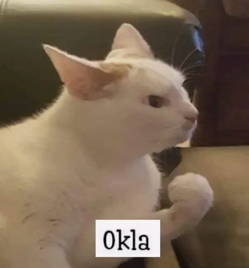 meme ok ảnh hài đang được yêu thích meme ok ảnh hài đang được yêu thích