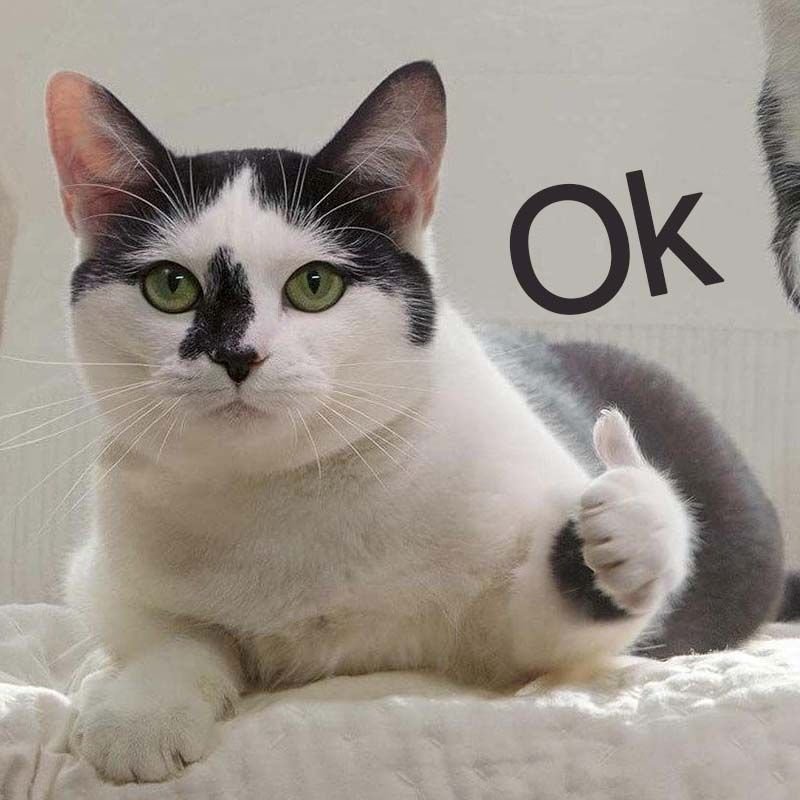 meme ok bắt trend cực hot meme ok bắt trend cực hot