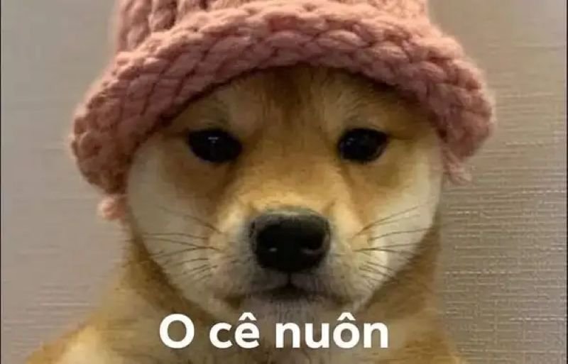 meme ok những pha hài bất ngờ meme ok những pha hài bất ngờ