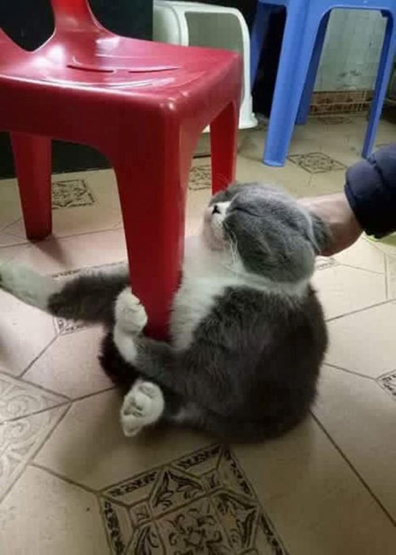 meme ôm cute dành cho mọi tâm trạng meme ôm cute dành cho mọi tâm trạng