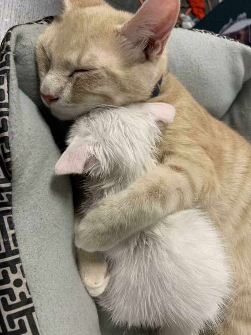 meme ôm cute mang năng lượng tích cực meme ôm cute mang năng lượng tích cực