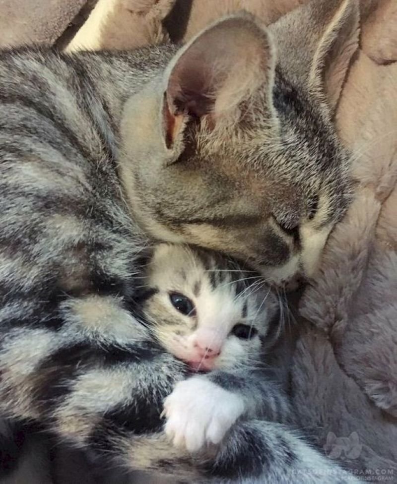 meme ôm đáng yêu khiến lòng vui hơn meme ôm đáng yêu khiến lòng vui hơn