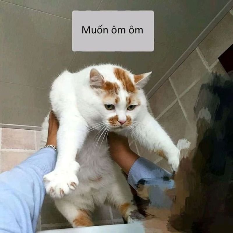 meme ôm đáng yêu xem là thích ngay meme ôm đáng yêu xem là thích ngay