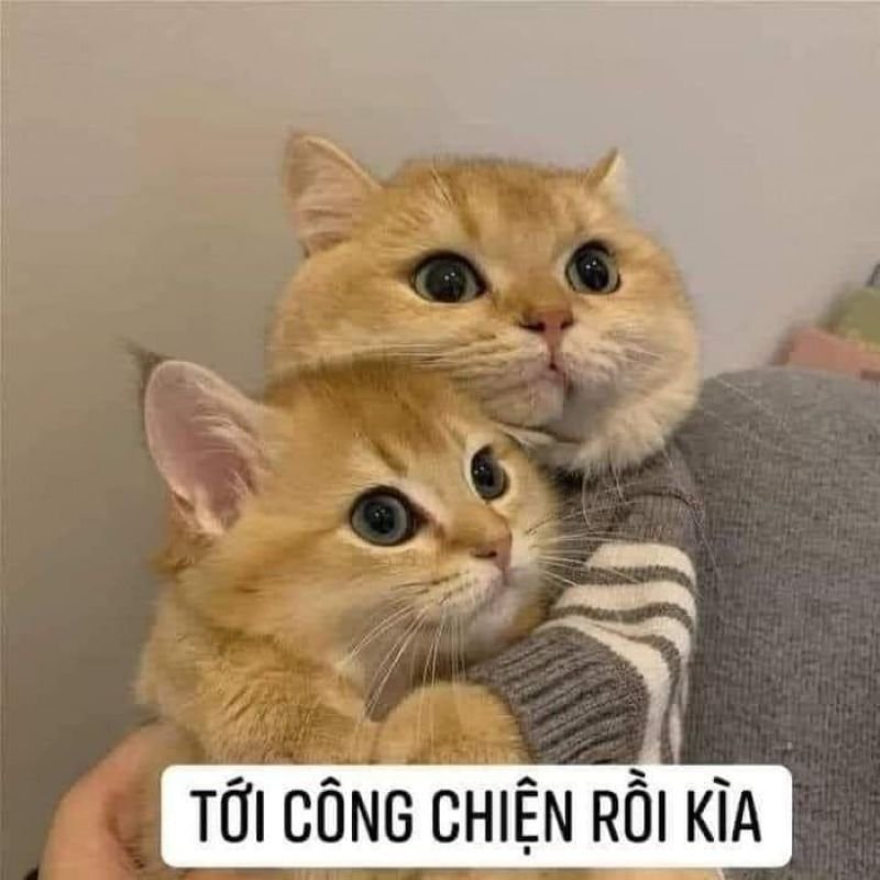 meme ôm dễ thương không thể bỏ qua meme ôm dễ thương không thể bỏ qua