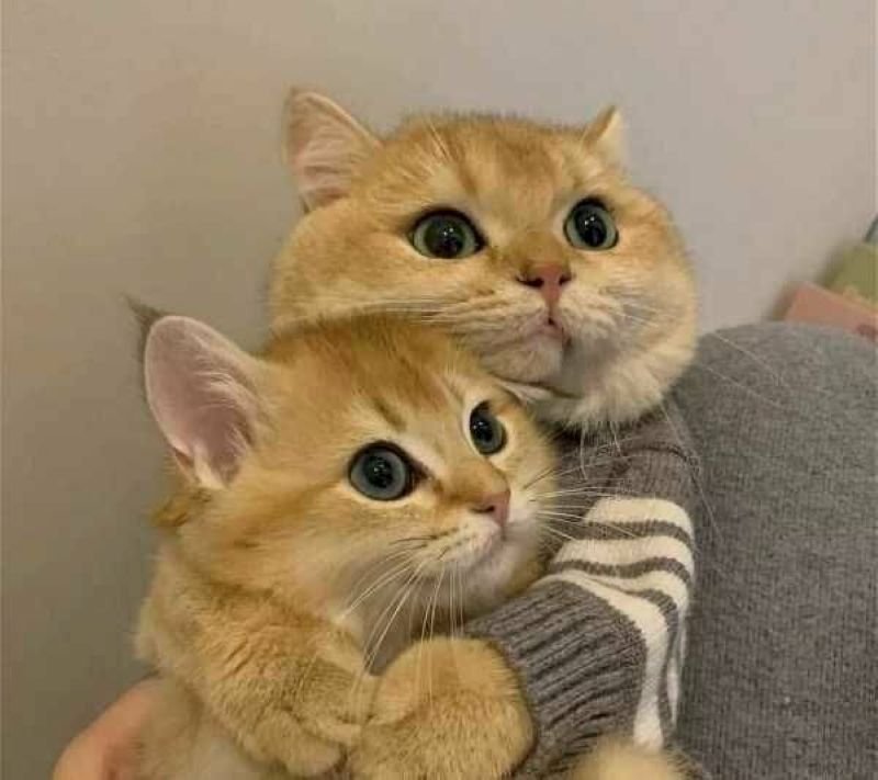 meme ôm nhau đáng yêu nhất hôm nay meme ôm nhau đáng yêu nhất hôm nay