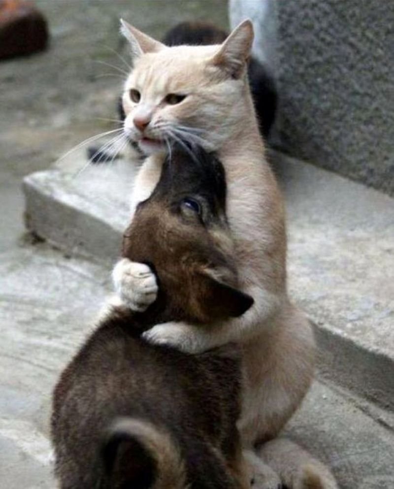 meme ôm nhau đầy sự ấm áp meme ôm nhau đầy sự ấm áp