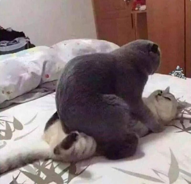 meme ôm nhau ngọt ngào và đáng yêu meme ôm nhau ngọt ngào và đáng yêu
