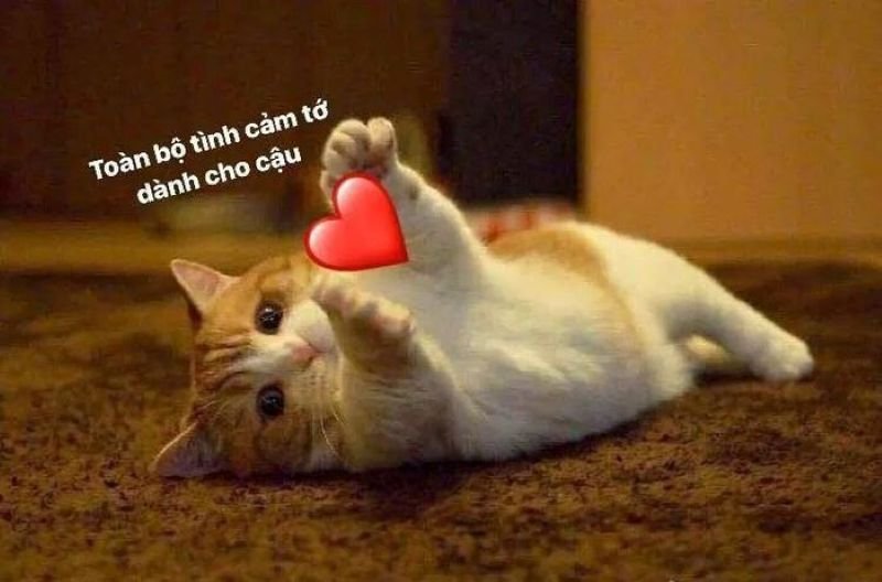 meme ôm tình cảm dành cho cặp đôi meme ôm tình cảm dành cho cặp đôi
