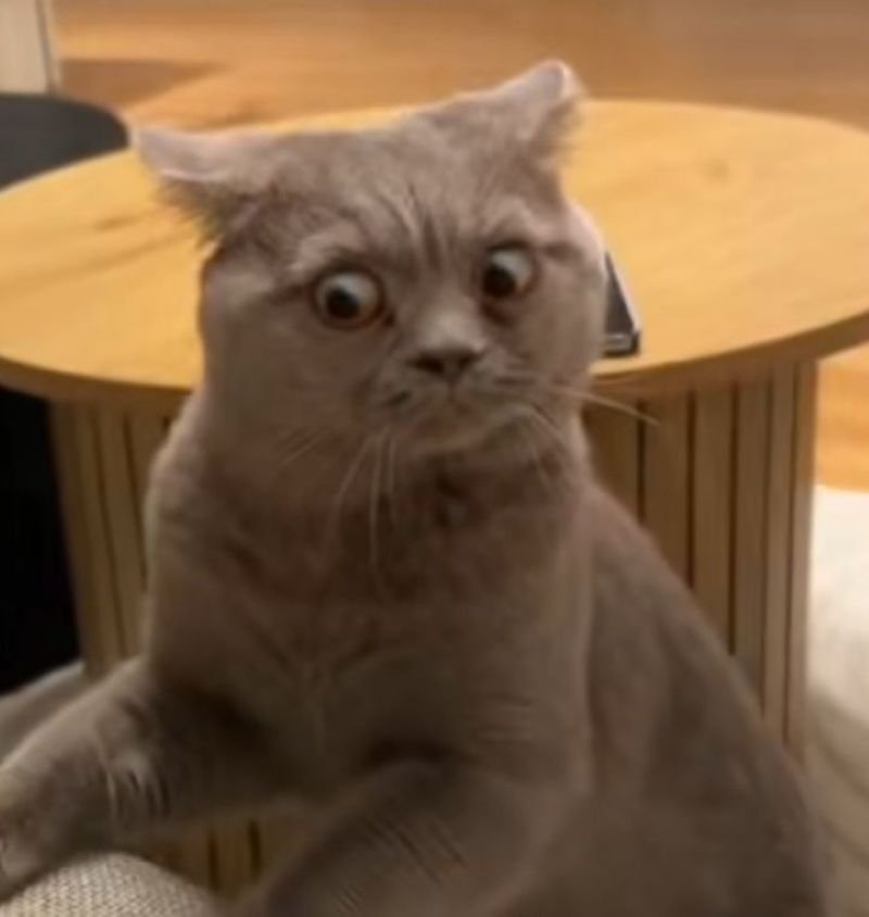 meme sợ hãi biểu cảm bất ngờ meme sợ hãi biểu cảm bất ngờ