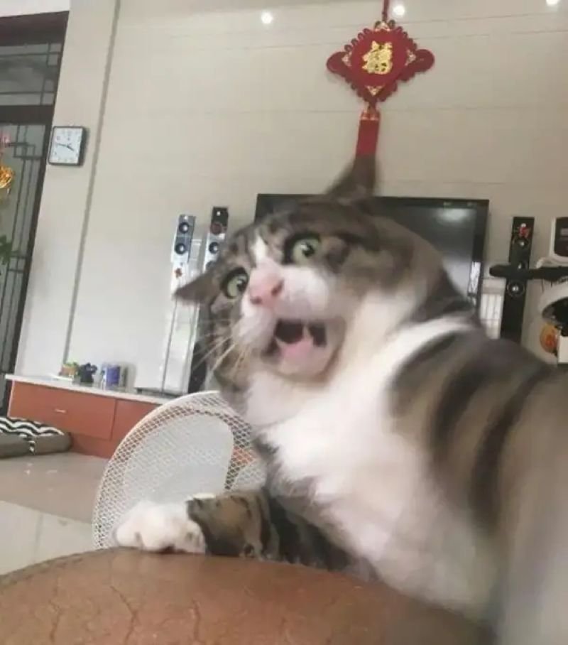 meme sợ hãi biểu cảm khó tin meme sợ hãi biểu cảm khó tin