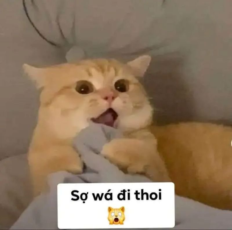 meme sợ hãi cực viral trên mạng meme sợ hãi cực viral trên mạng