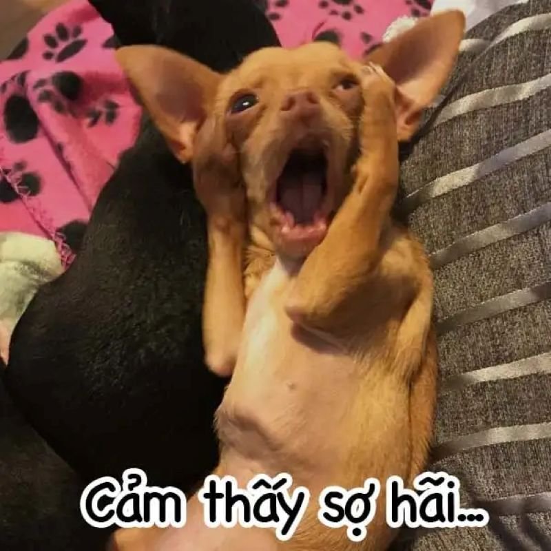 meme sợ hãi hài hước trên mạng meme sợ hãi hài hước trên mạng