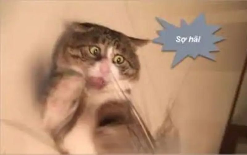 meme sợ hãi khi gặp chuyện khó đỡ meme sợ hãi khi gặp chuyện khó đỡ