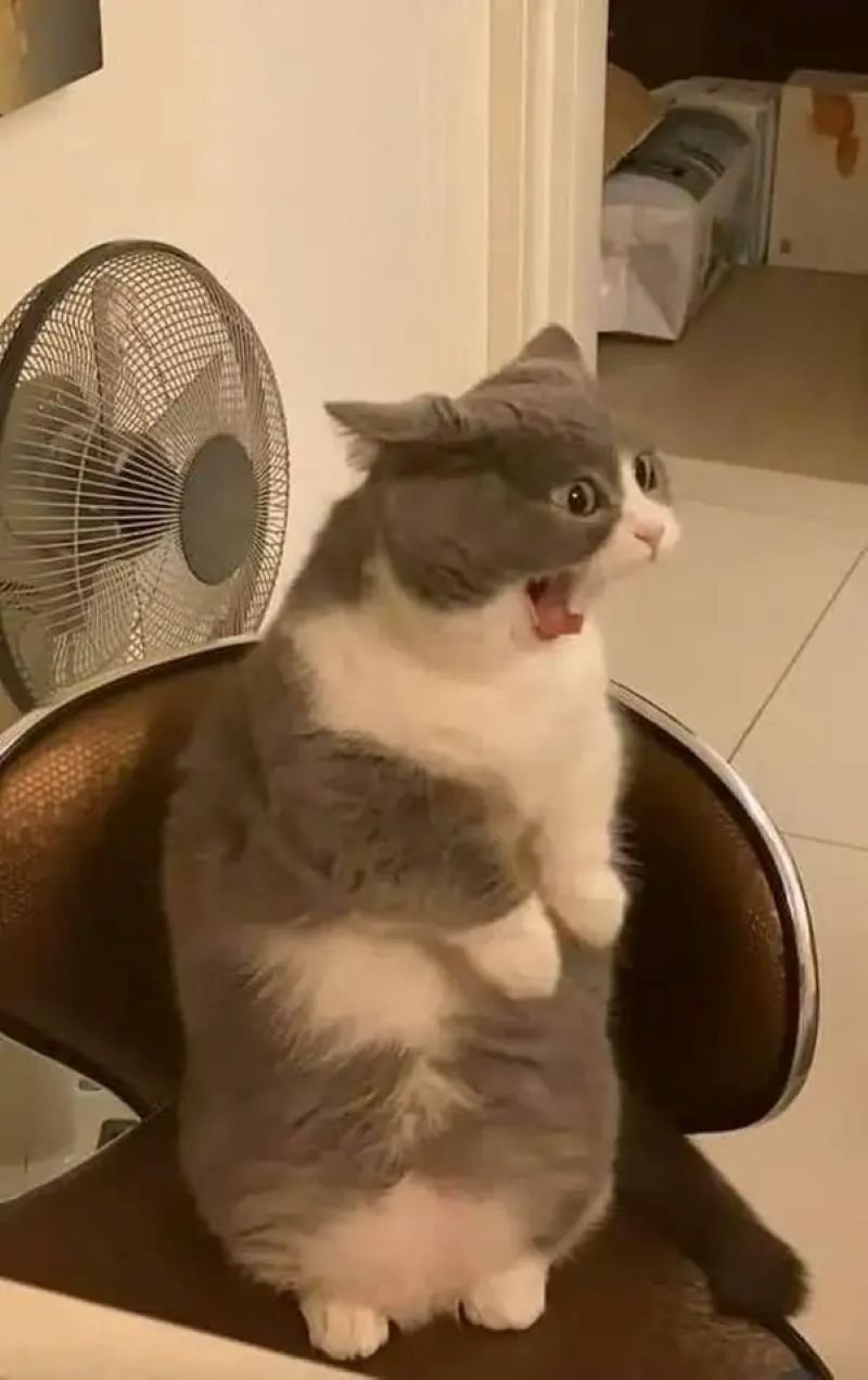 meme sợ hãi khi nghe tin sốc meme sợ hãi khi nghe tin sốc