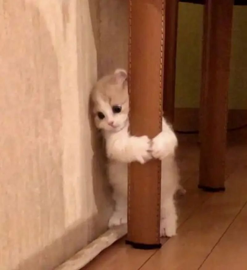 meme sợ hãi nhìn phát hết hồn meme sợ hãi nhìn phát hết hồn