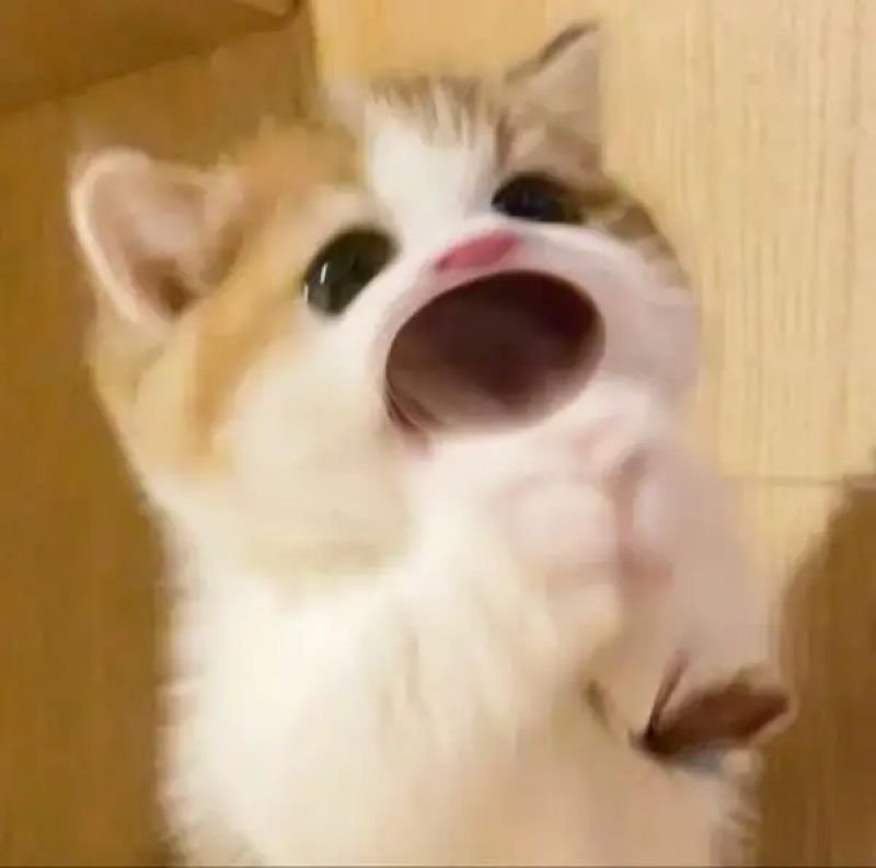 meme sợ hãi trước những điều bất thường meme sợ hãi trước những điều bất thường