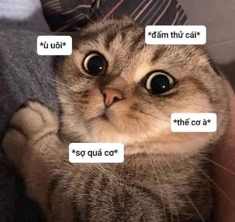 meme sợ hãi với gương mặt hoảng loạn meme sợ hãi với gương mặt hoảng loạn
