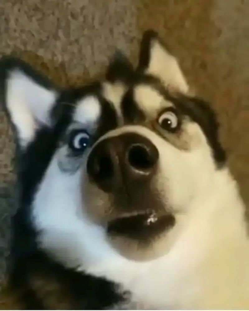 meme sợ hãi với phản ứng cực hài meme sợ hãi với phản ứng cực hài