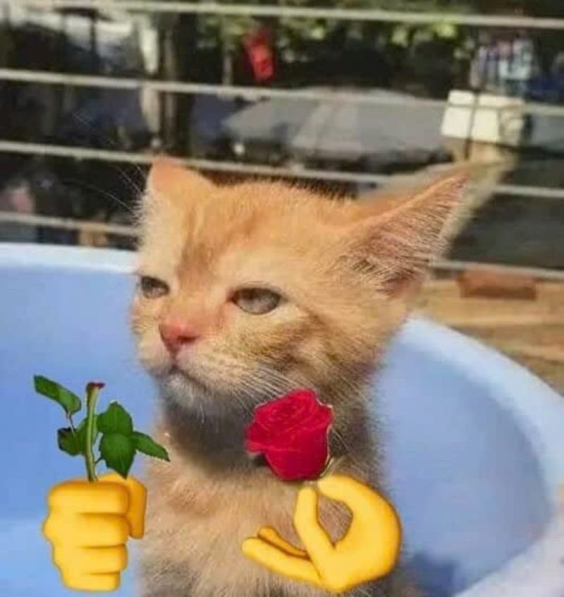 meme tặng hoa cho ngày đặc biệt
