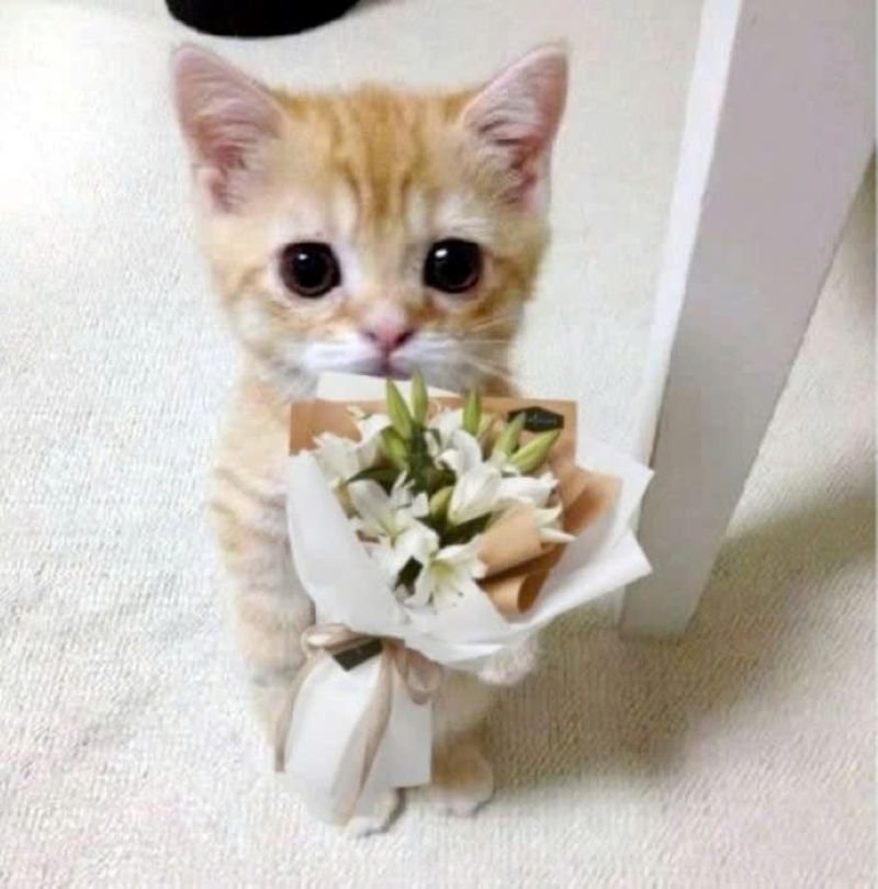 meme tặng hoa cực cute và hài hước