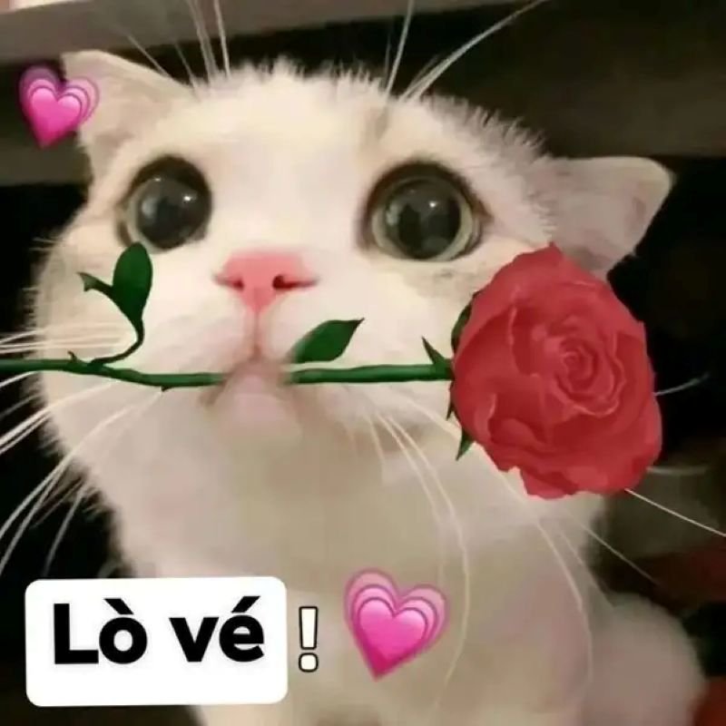 meme tặng hoa cute được chia sẻ nhiều