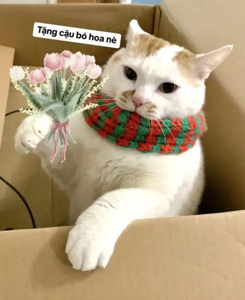 meme tặng hoa độc đáo đang được yêu thích