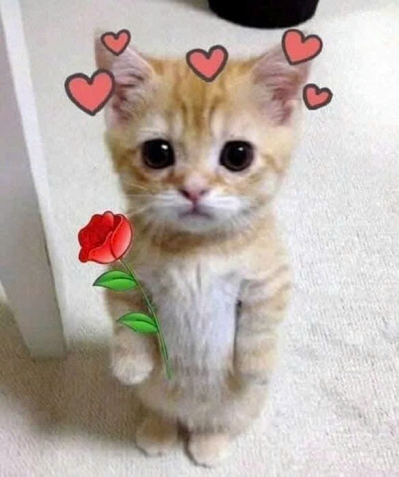meme tặng hoa hài hước cực đáng yêu