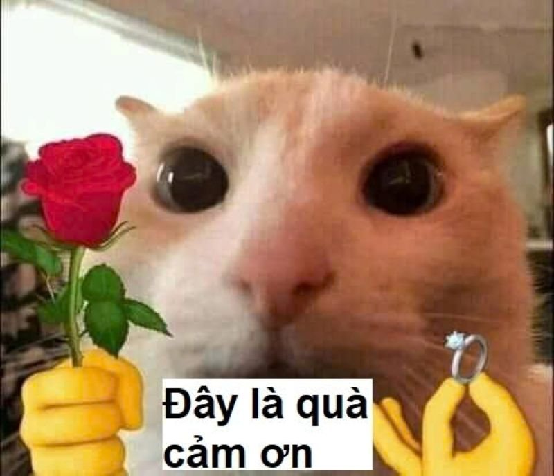 meme tặng hoa hài hước dành cho crush