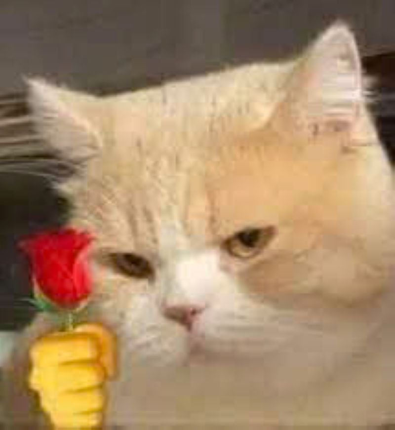 meme tặng hoa ngập tràn tình cảm