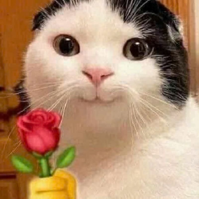 meme tặng hoa ngọt ngào cho người yêu
