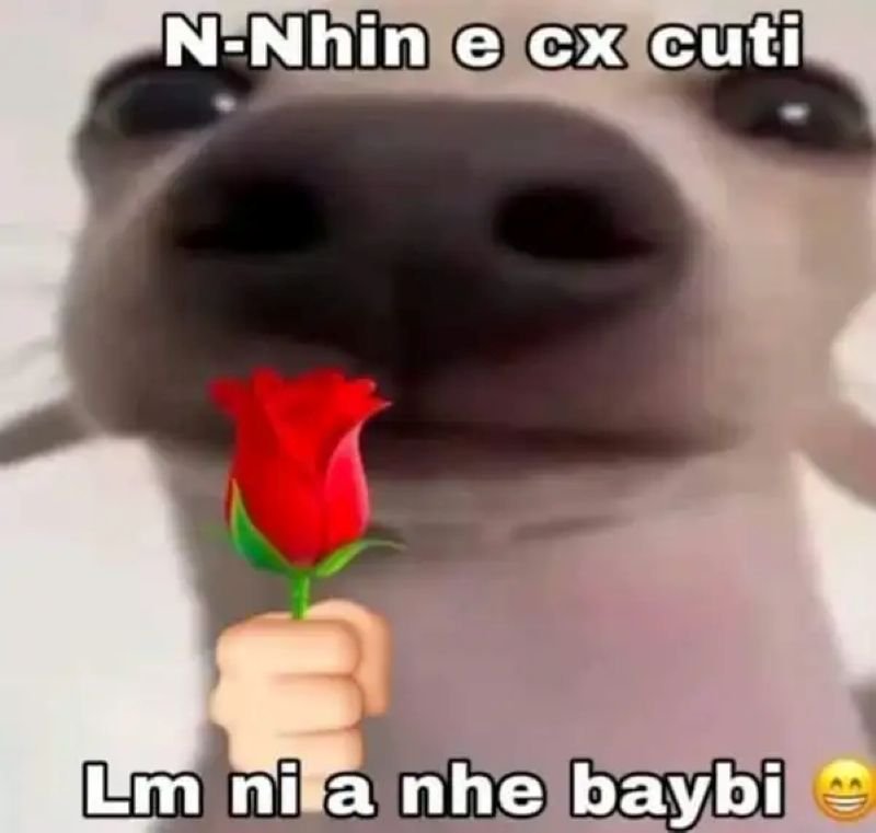 meme tặng hoa ngọt ngào khiến tim rung
