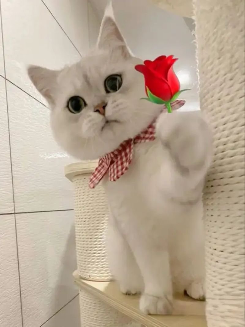 meme tặng hoa troll cực kỳ bá đạo