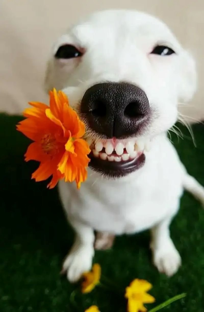 meme tặng hoa vui vẻ đầy yêu thương