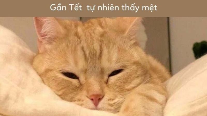 meme tết đón xuân đầy tiếng cười