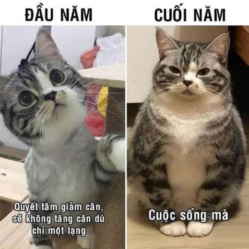meme tết siêu hài dành cho giới trẻ