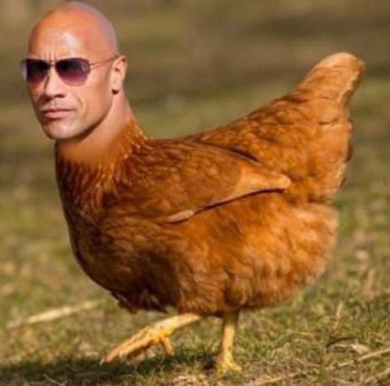 meme the rock hài hước viral