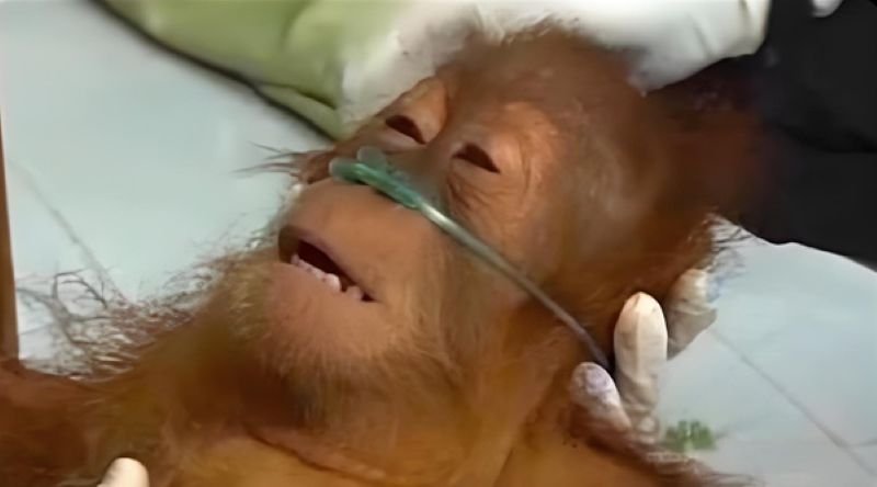 meme thở oxy hài hước cực mạnh meme thở oxy hài hước cực mạnh