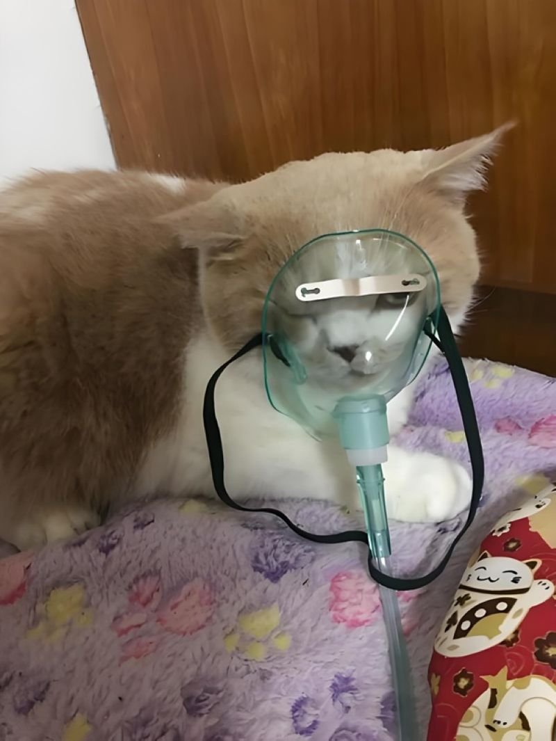meme thở oxy hài không đỡ nổi meme thở oxy hài không đỡ nổi