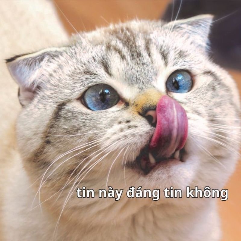 meme tin chuẩn chưa anh ảnh meme độc lạ