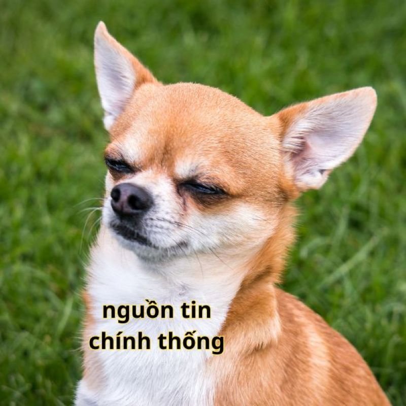 meme tin chuẩn chưa anh cực bắt mắt