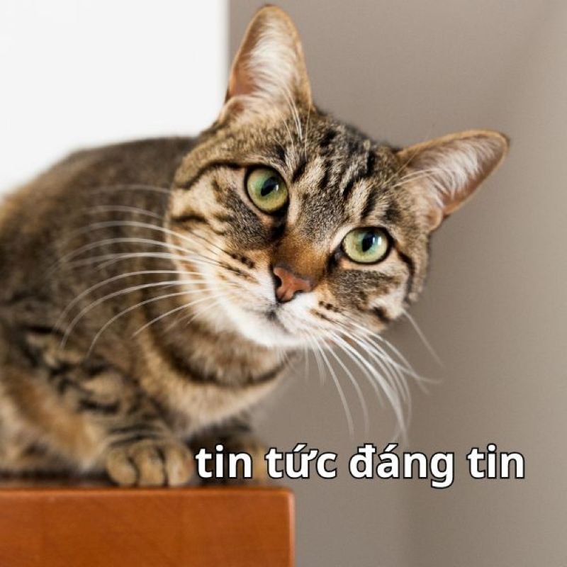 meme tin chuẩn chưa anh cực kỳ lầy