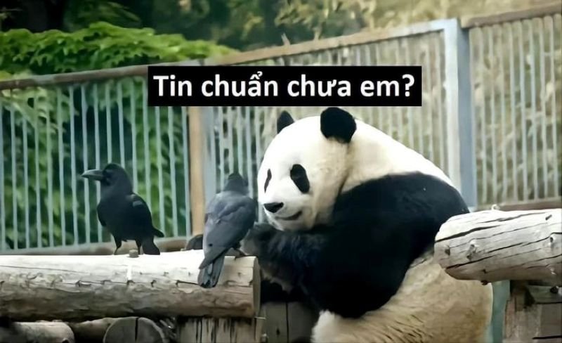 meme tin chuẩn chưa anh hài bá đạo