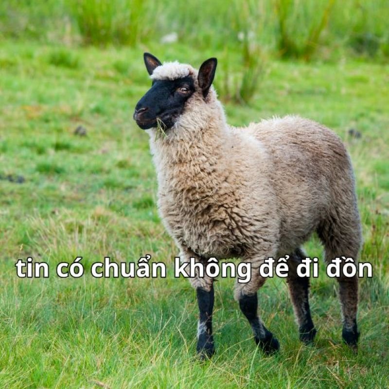 meme tin chuẩn chưa anh khiến dân mạng