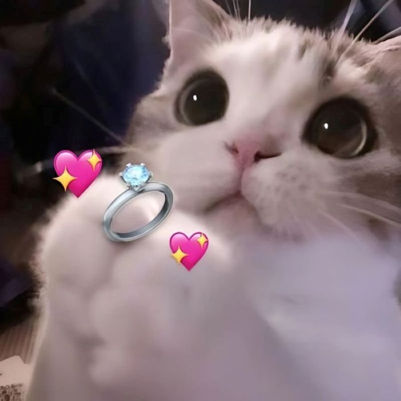meme tình yêu dành cho những người đang crush