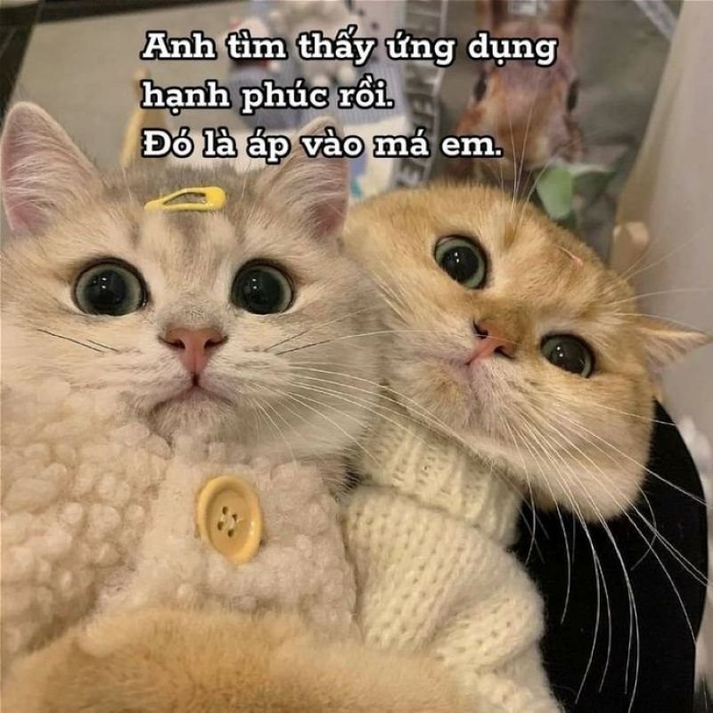 meme tình yêu hài hước cực kỳ đáng yêu