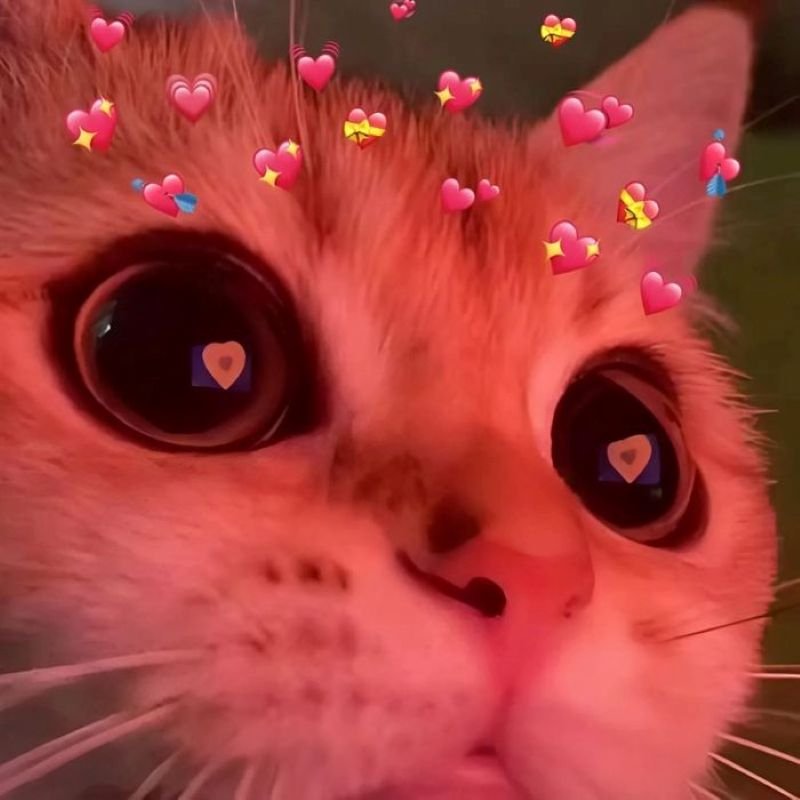 meme tình yêu lãng mạn khiến trái tim rung động
