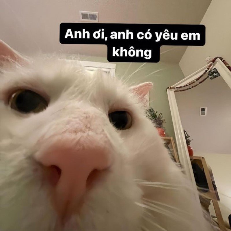meme tình yêu ngọt ngào khiến ai rung động